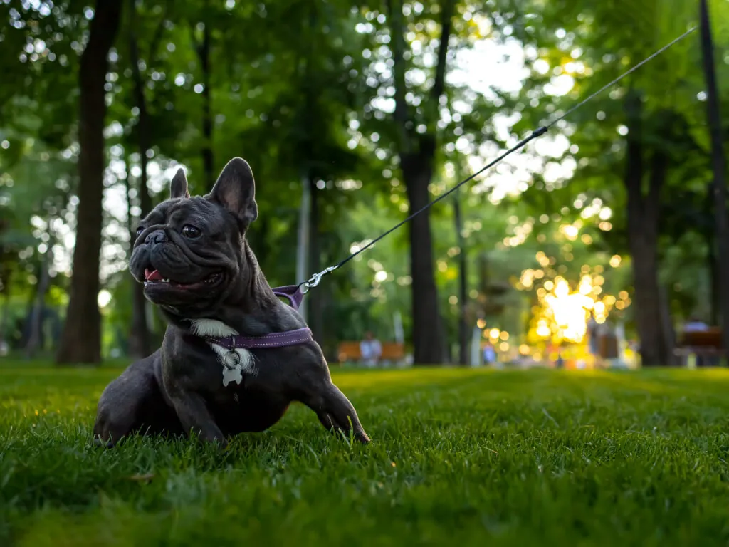 Dog running toward the camera on a wooded trail