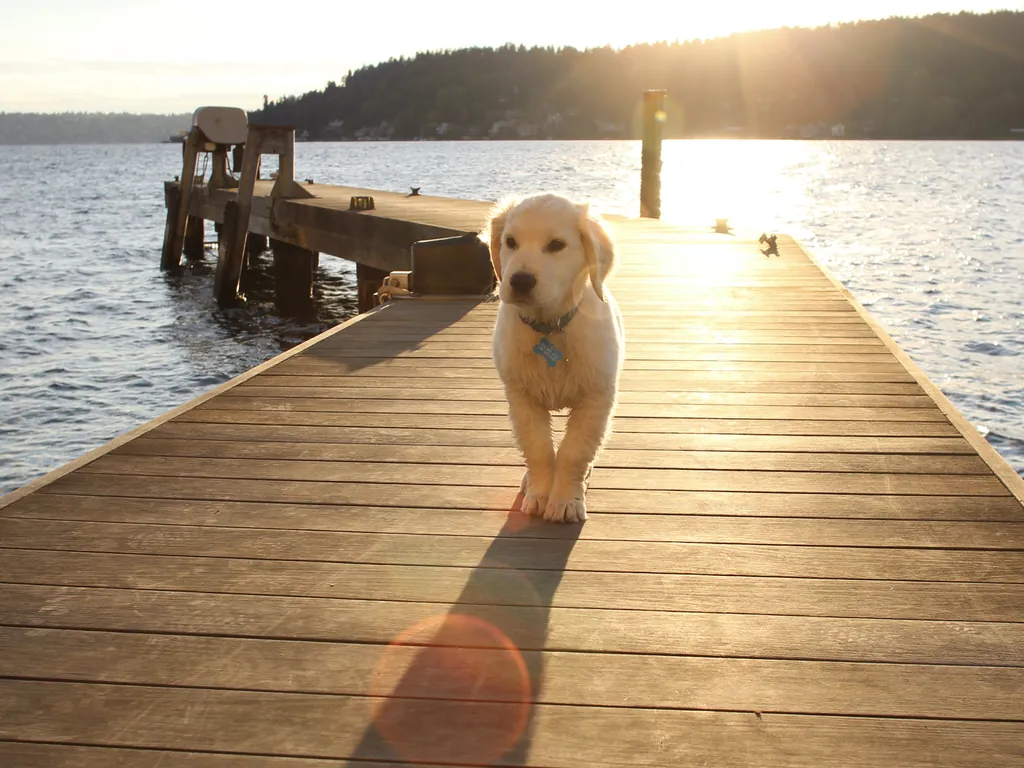 Dog walking along a waterfront dock in Washington at sunset.