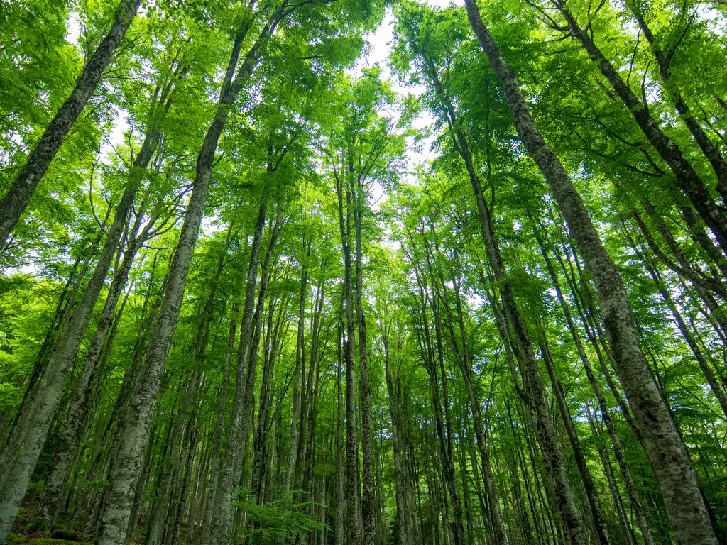Dense green evergreen forest in Washington.