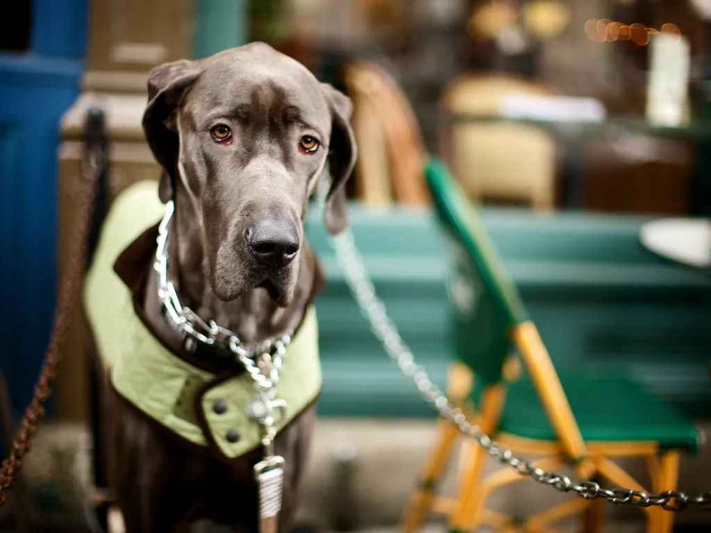 Large dog seated on a leash beside café-style chairs.