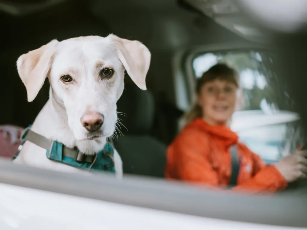 Dog riding in a car with a child visible in the back seat.