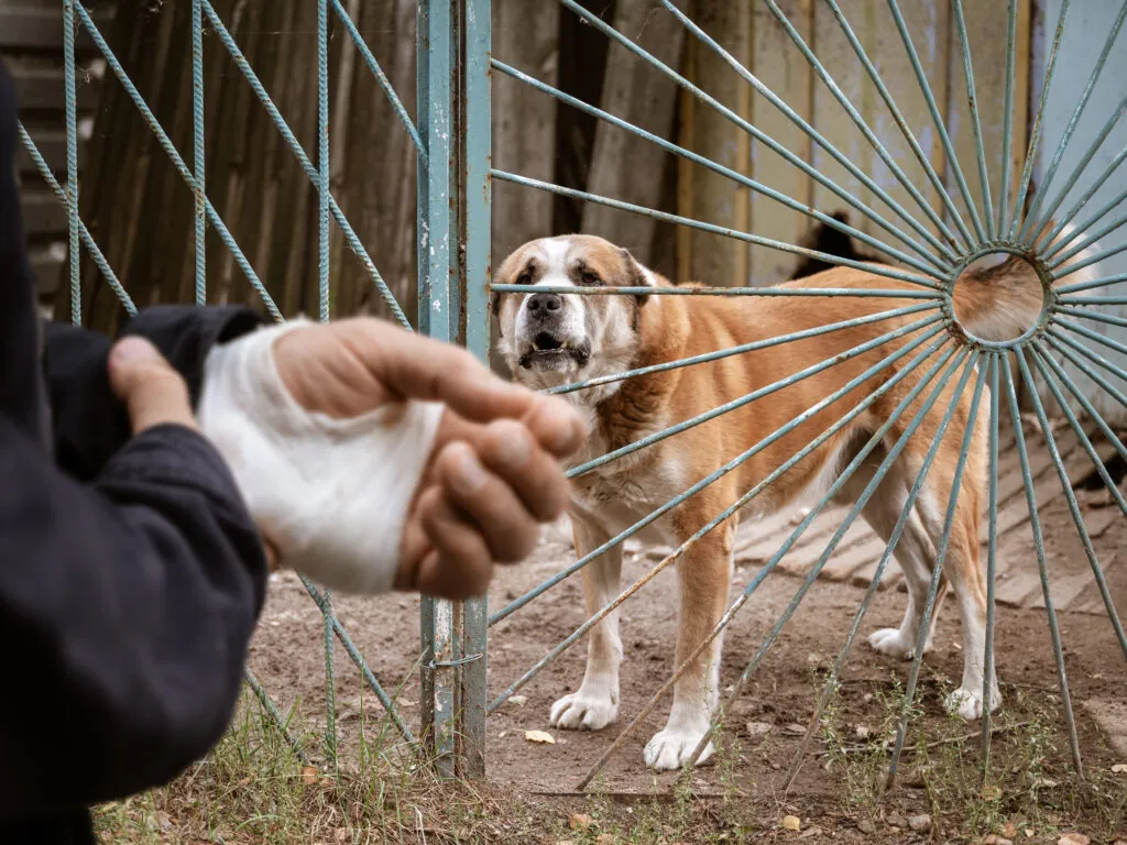The male dog Alabai bit the man’s hand. Bandaged human hand after dog bite Concept of animal care and rabies prevention