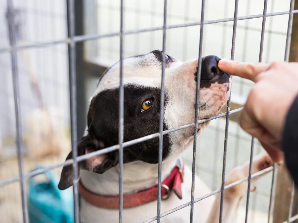 Close up of dog bulldog in a cage
