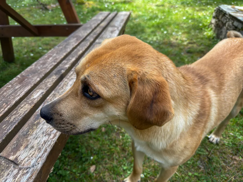 Brown dog standing beside a wooden picnic table.