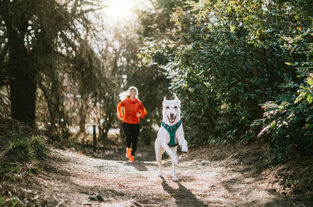 Dog running ahead of a person on a wooded trail.