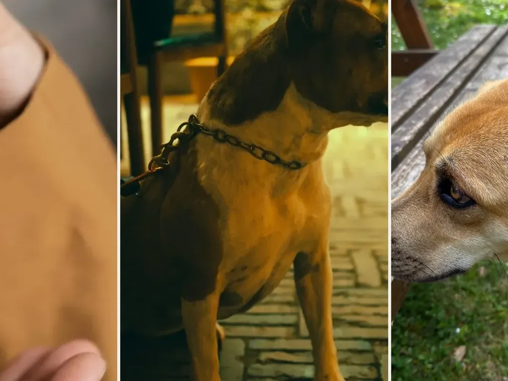 Residential keys and dogs in home and business settings, representing multiple insurance policies that may apply to a dog bite.