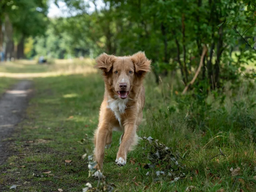 A dog running on a trail