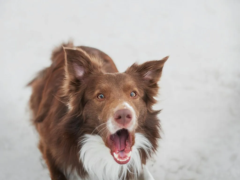 Dog running toward the camera on a public trail