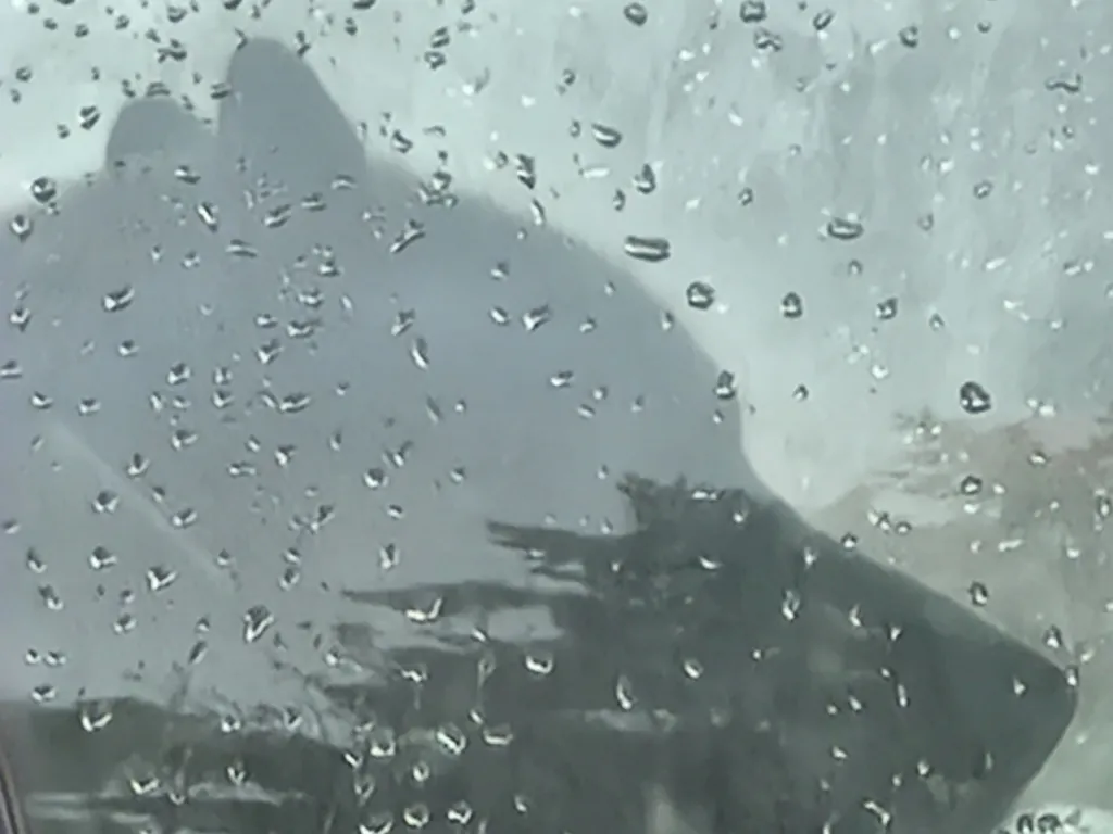 Dog seen through a rain-covered window.