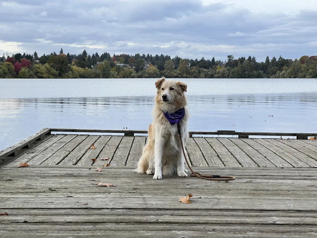 Dog sitting on a dock at Greenlake Park in Seattle in Seattle, Washington, United States
