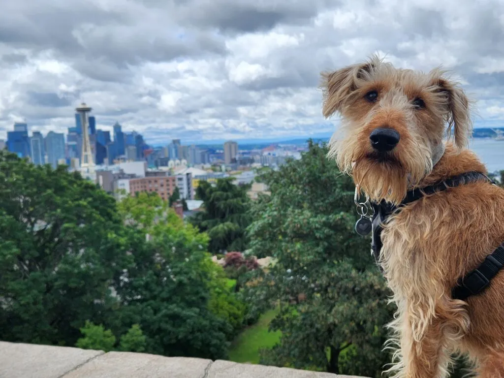 Irish terrier at the Seattle skyline