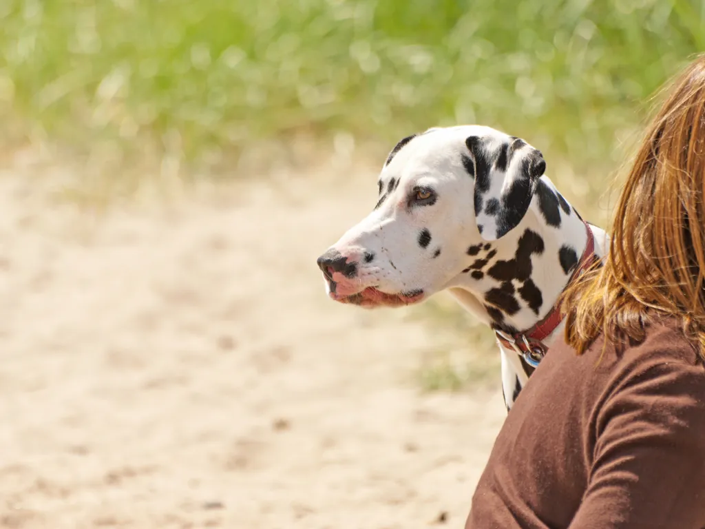 Dalmatian standing beside its handler outdoors.