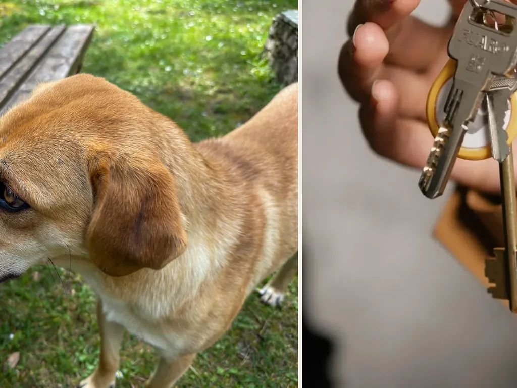 Dog beside residential property keys, representing homeowners and renters insurance coverage after a dog bite.