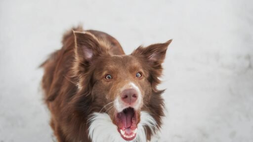 Startled Dog