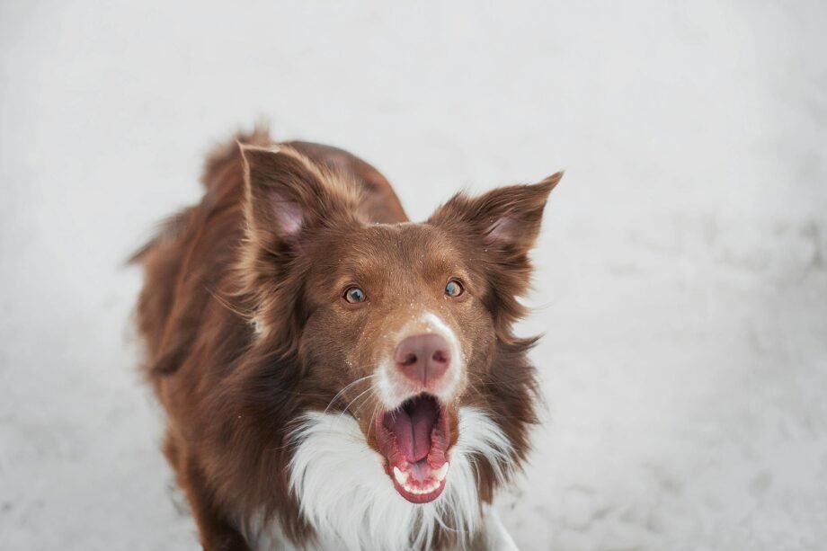 Startled Dog
