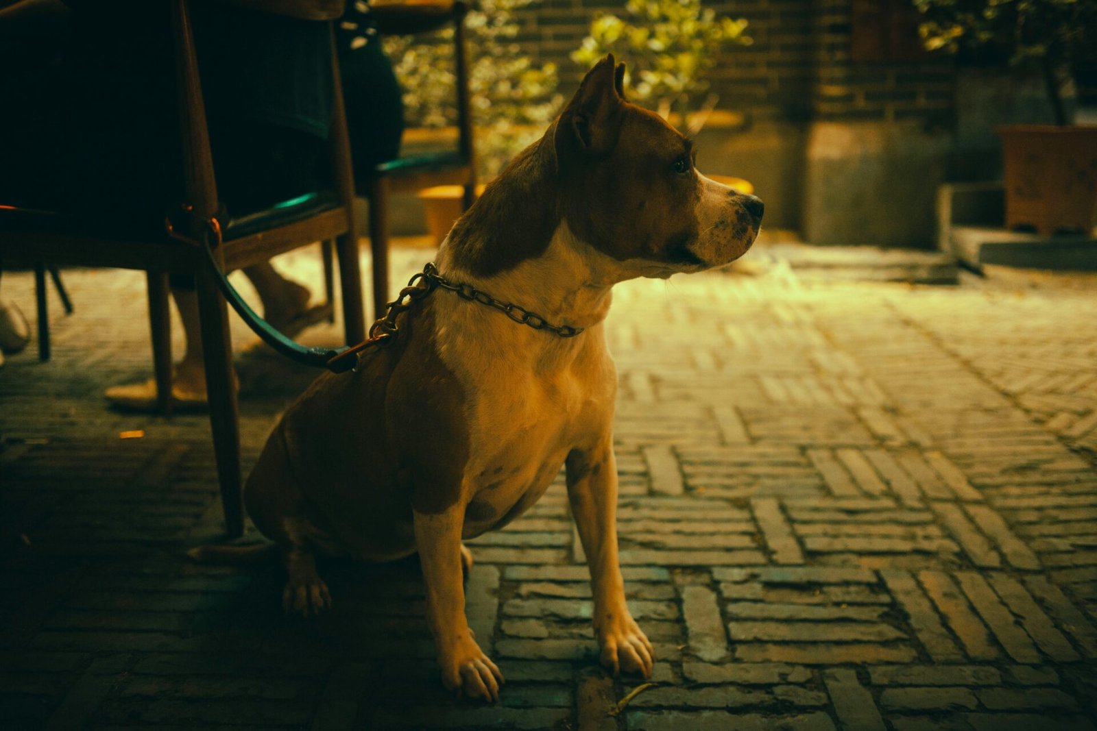 Pit Bull on Bar Patio