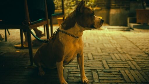 Pit Bull on Bar Patio
